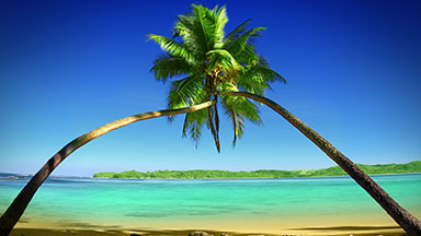 2 Coconut Palm trees make an arch, Fiji