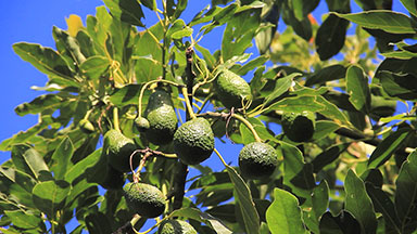 Hass Avocado tree bearing a growing crop of fruit