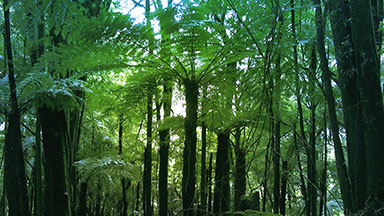 New Zealand sub-tropical rain-forest