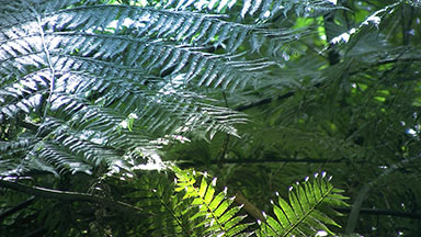 New Zealand Silver Tree Ferns