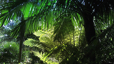 New Zealand sub-tropical rain-forest