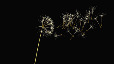 Dandelion Wishes on black background