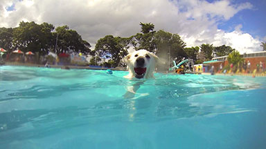 Dog swimming in pool