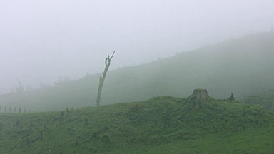 Bleak, desolate landscape with dead tree in rain and mist