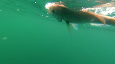 Underwater fish on hook - New Zealand Snapper