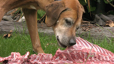 Hunter's dog eating Red Deer carcass.