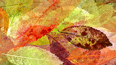Autumn / Fall leaves background texture loop