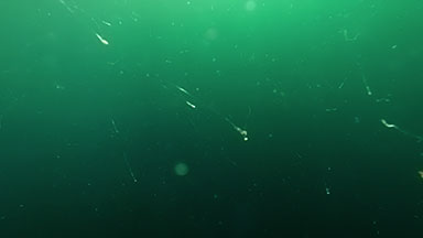 Underwater plankton-rich sea water