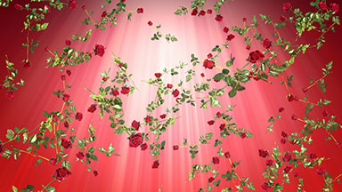 Falling red roses background loop