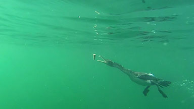 Underwater footage of a Cormorant or Pied Shag
