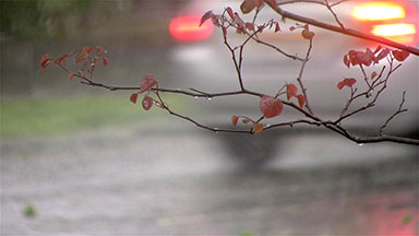 Rain storm and wet tree branch