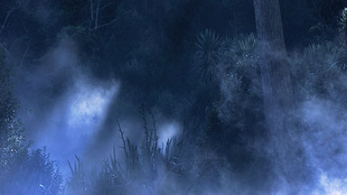 Misty New Zealand forest