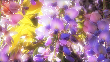 Purple wisteria flowers